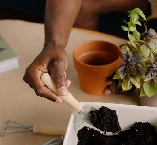 How to Start a Small Herb Garden Indoors: A Beginner’s Guide